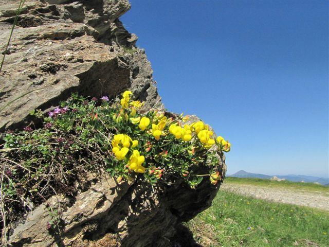 Auberge Les Myrtilles Couflens Bagian luar foto